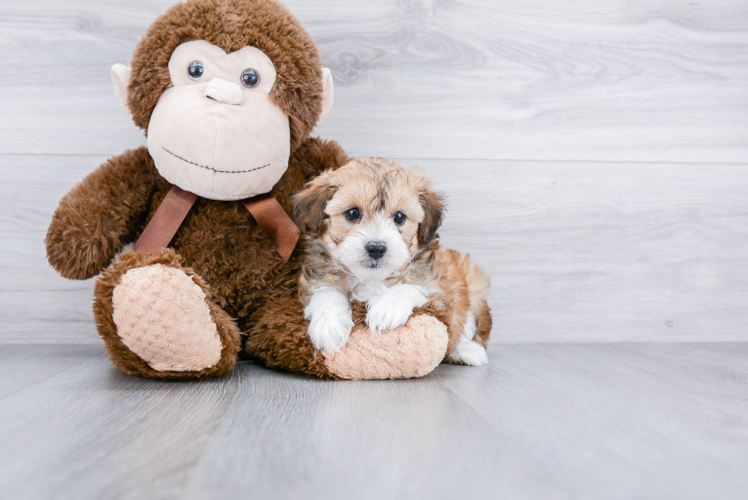 Playful Aussiepoo Poodle Mix Puppy