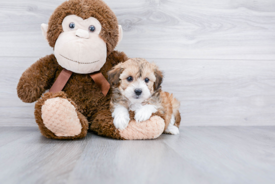 Playful Aussiepoo Poodle Mix Puppy