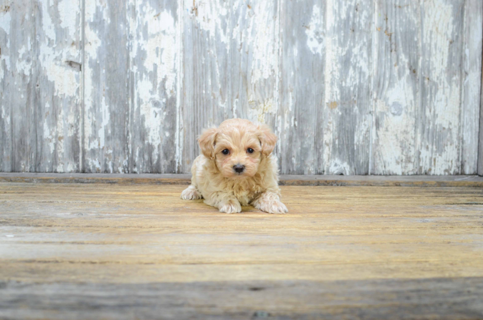 Maltipoo Pup Being Cute