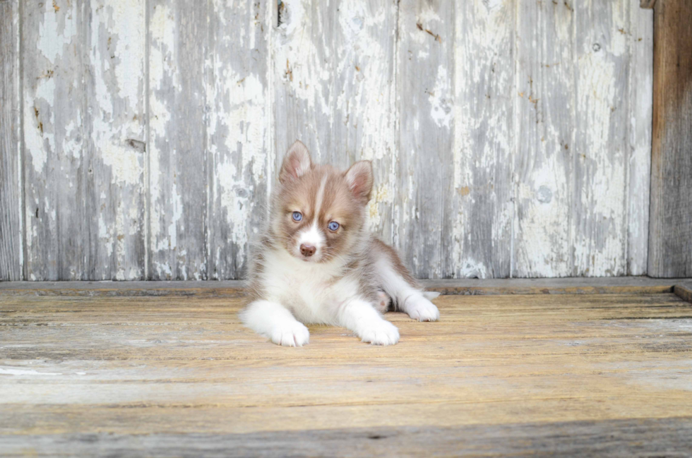 Sweet Pomsky Baby