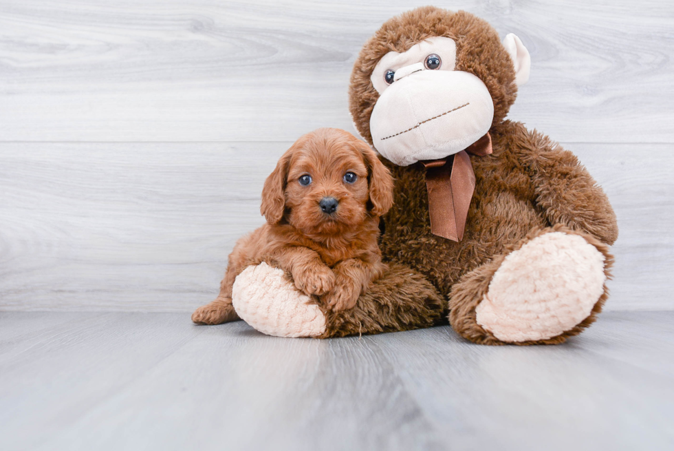 Cavapoo Puppy for Adoption