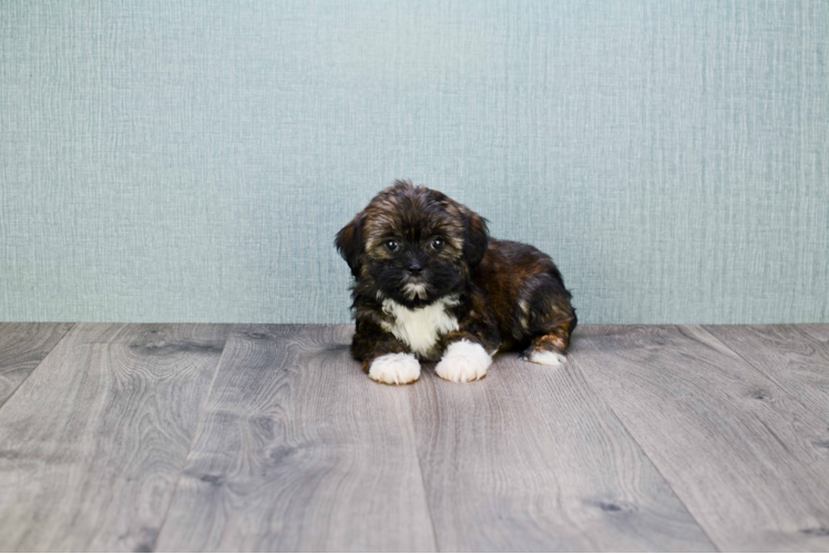 Shorkie Puppy for Adoption