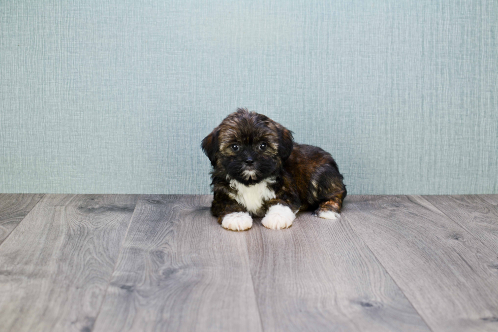 Shorkie Puppy for Adoption