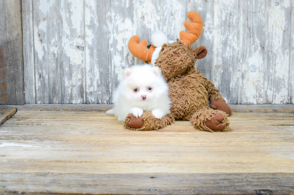 Fluffy Pomeranian Purebred Puppy