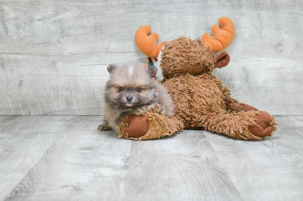 Playful Pomeranian Purebred Pup