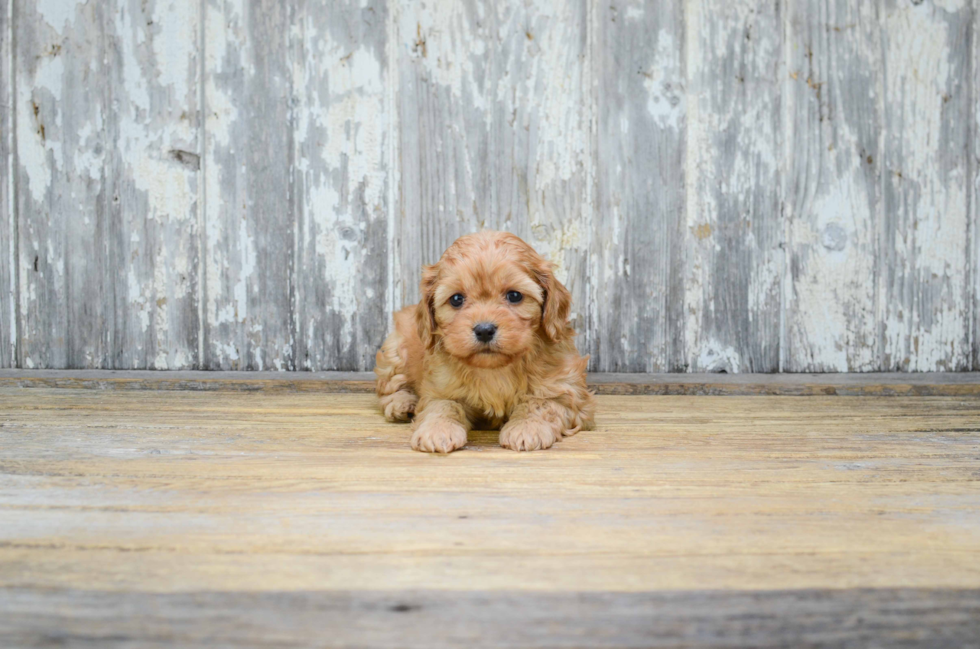 Best Cavachon Baby