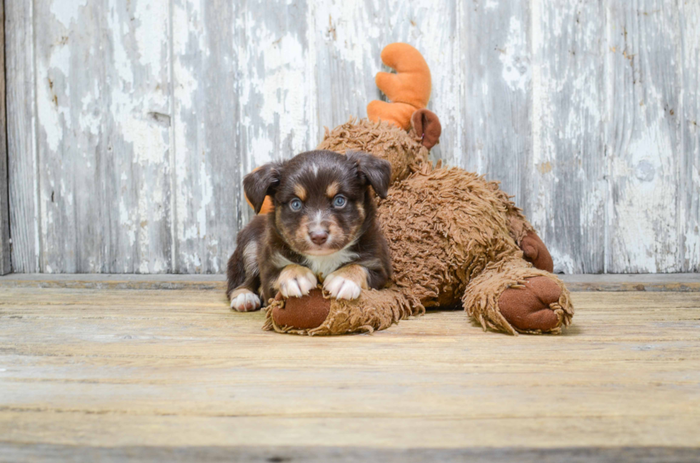 Mini Aussiedoodle Puppy for Adoption