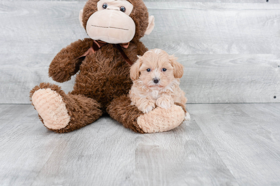 Sweet Maltipoo Baby