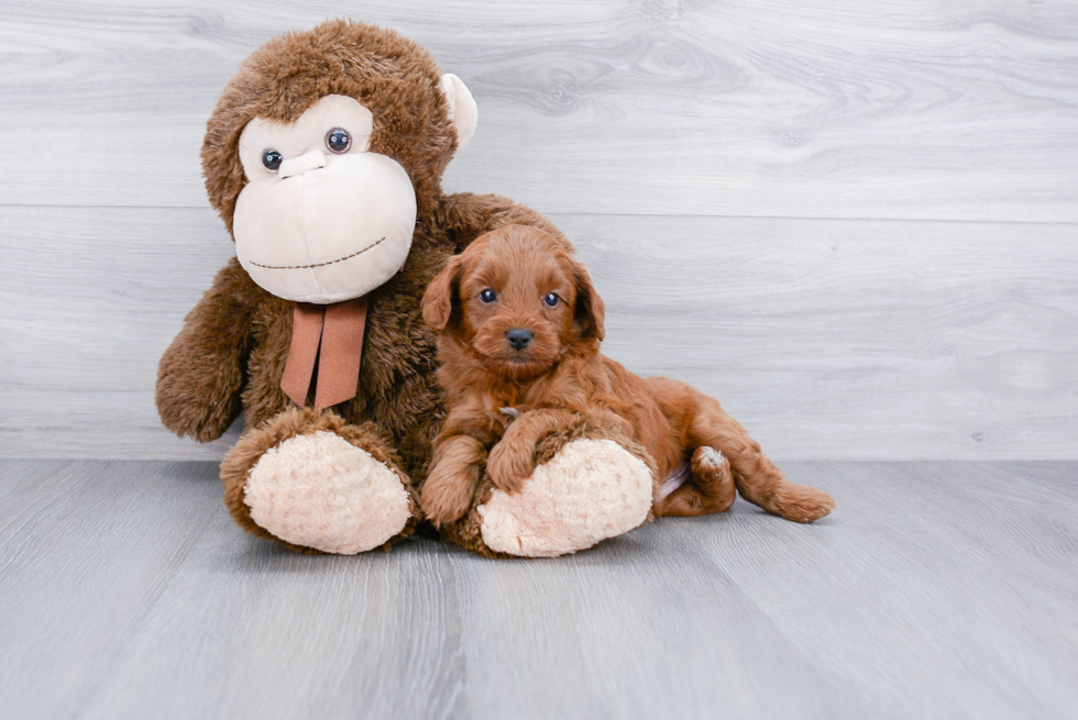 Cavapoo Puppy for Adoption