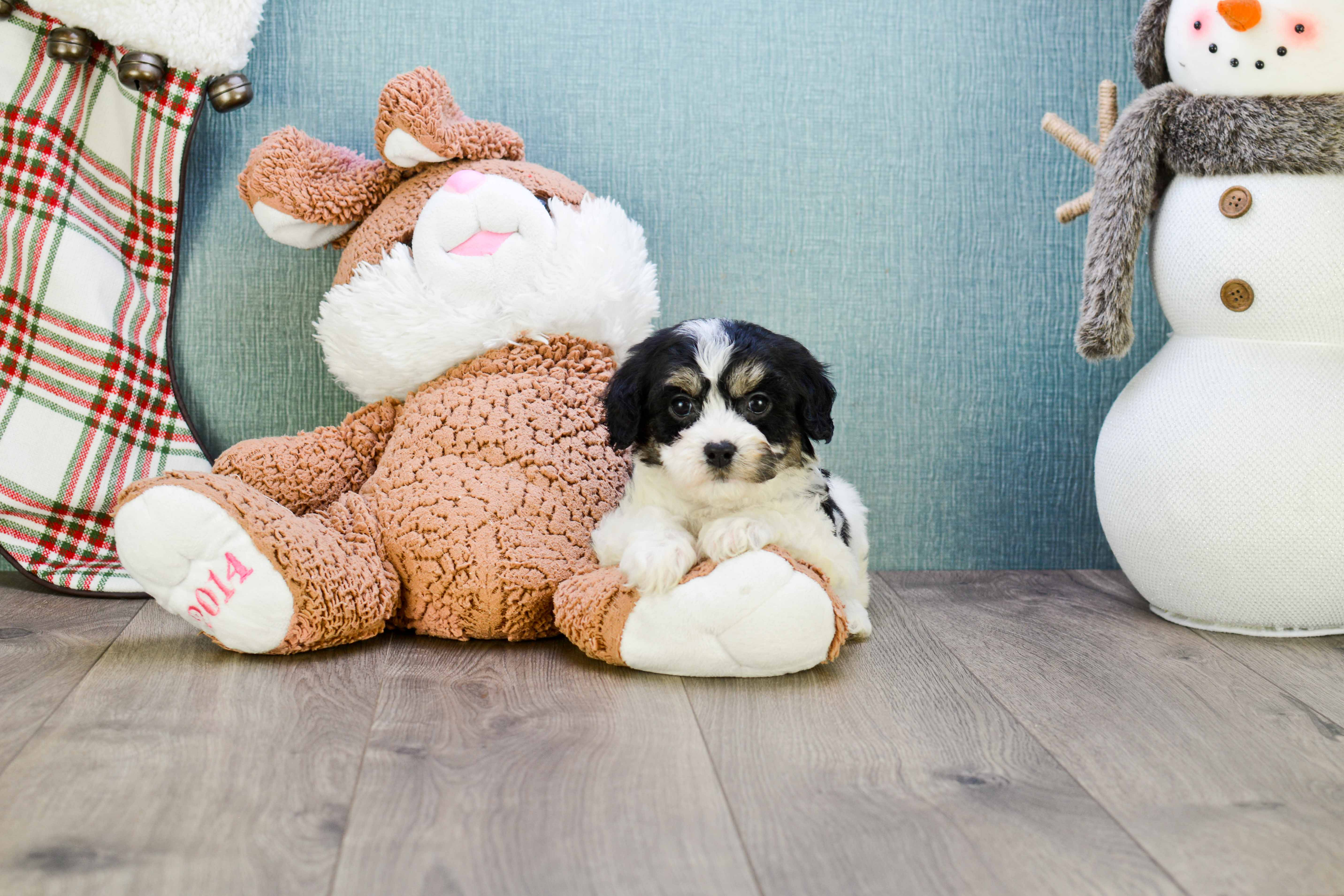 Fluffy Cavachon Designer Pup