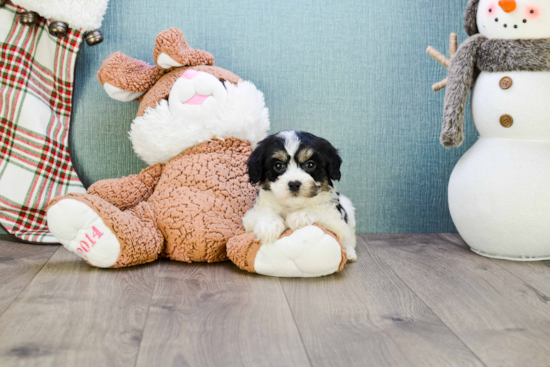 Fluffy Cavachon Designer Pup