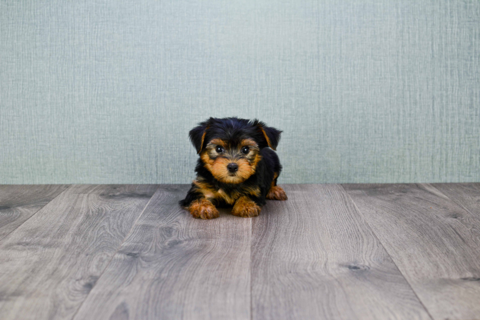 Meet Timmy - our Yorkshire Terrier Puppy Photo 