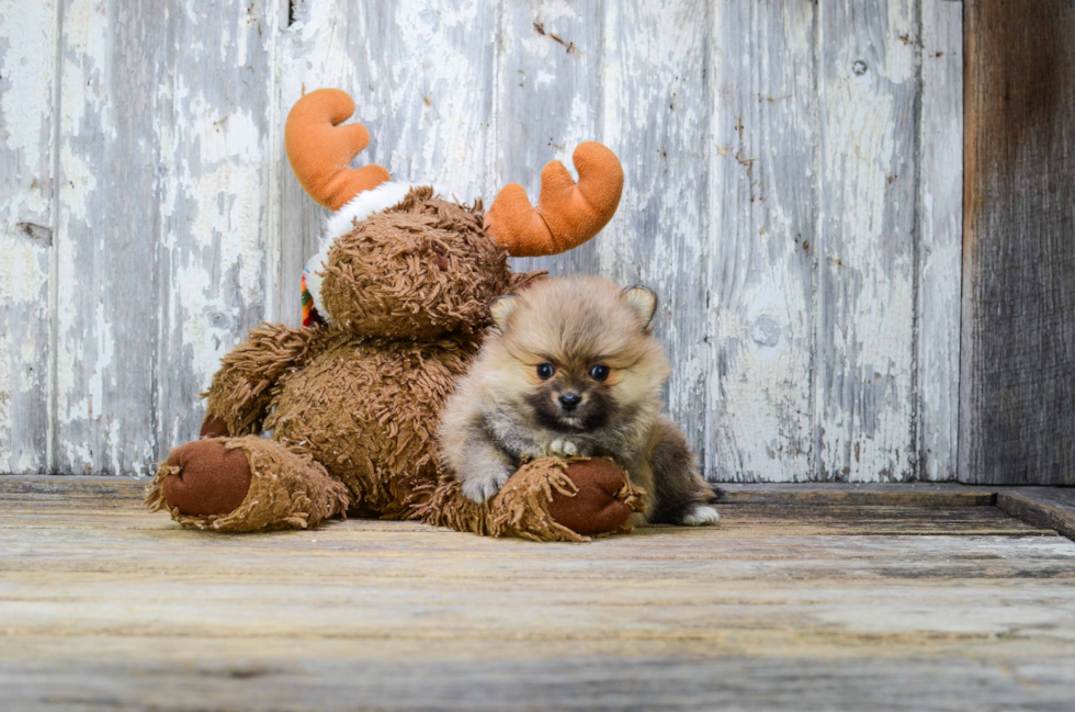 Pomeranian Puppy for Adoption