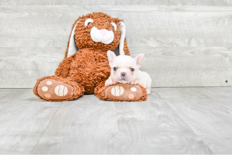 French Bulldog Pup Being Cute