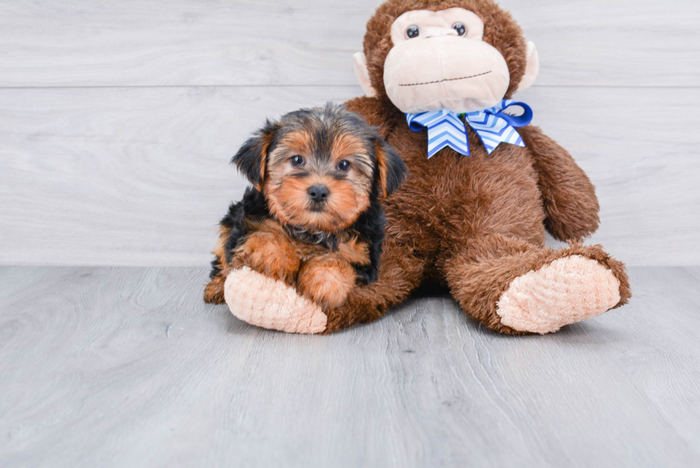 Meet Snickers - our Yorkshire Terrier Puppy Photo 