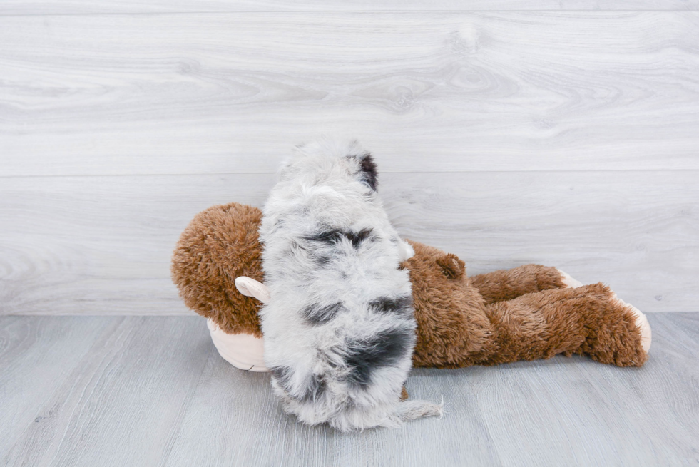 Mini Aussiedoodle Puppy for Adoption