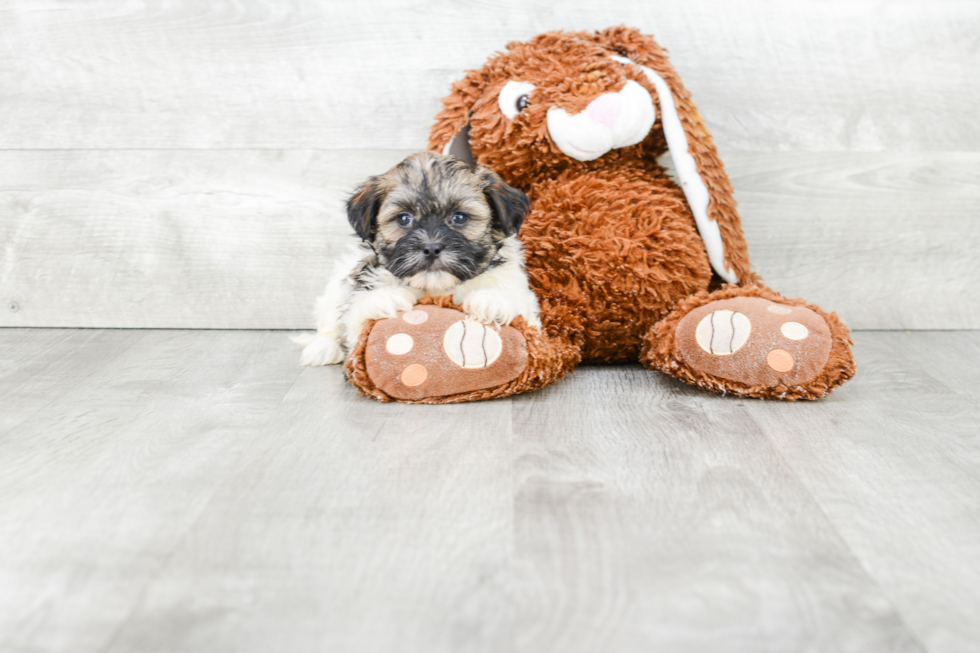 Teddy Bear Pup Being Cute