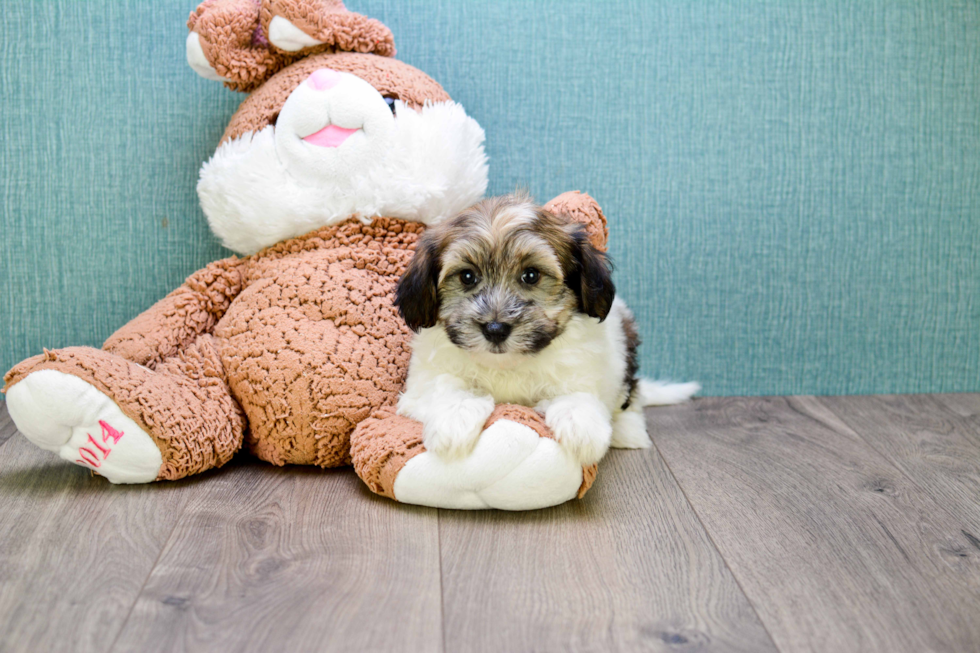 Small Havanese Purebred Pup