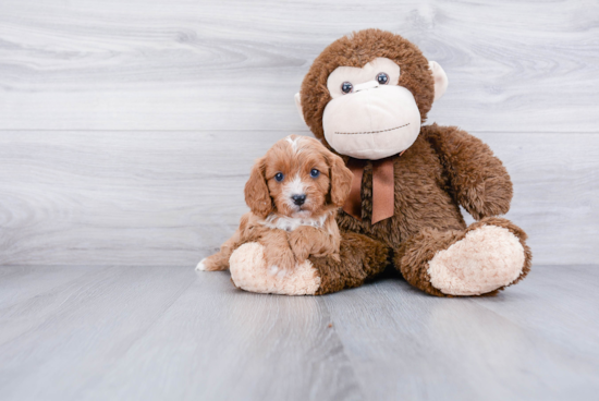 Cavapoo Pup Being Cute