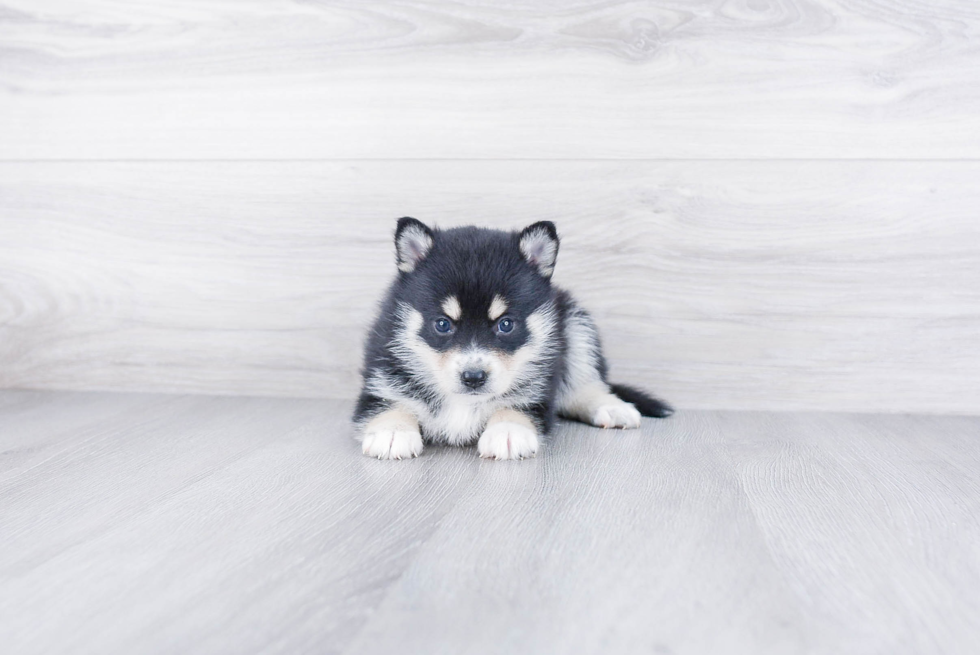 Smart Pomsky Designer Pup