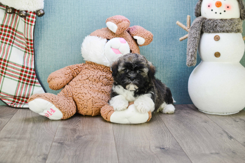 Havanese Pup Being Cute