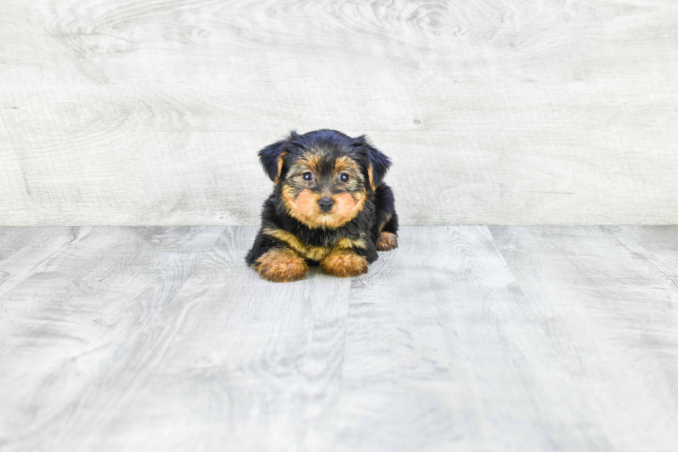 Meet Jeremy - our Yorkshire Terrier Puppy Photo 