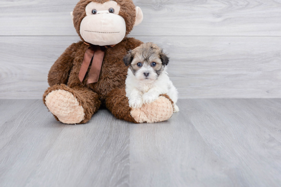 Havanese Pup Being Cute