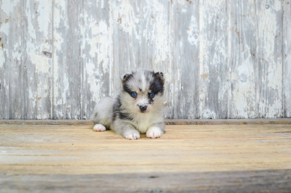 Best Pomsky Baby