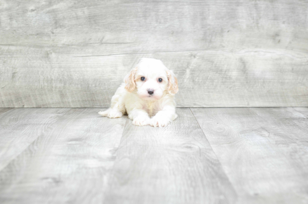 Playful Cavoodle Poodle Mix Puppy