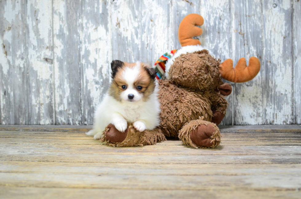 Pomeranian Pup Being Cute