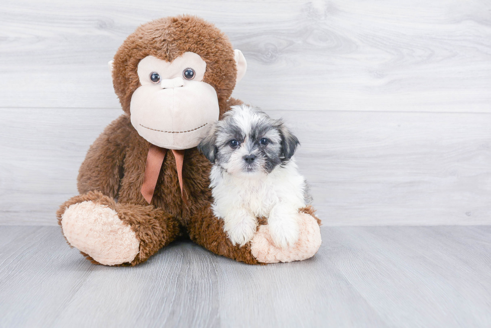 Teddy Bear Pup Being Cute