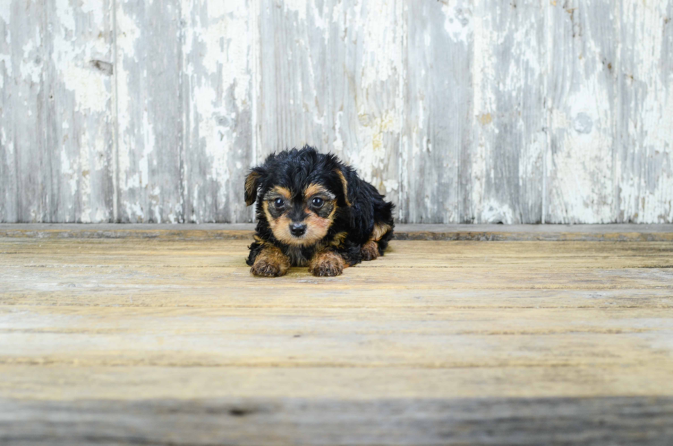 Yorkie Poo Puppy for Adoption