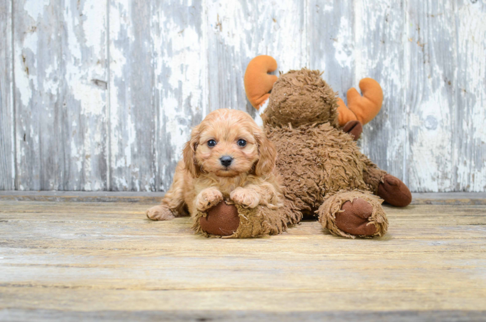 Best Cavapoo Baby