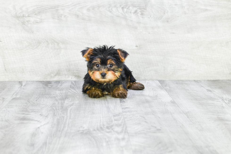 Meet Capone - our Yorkshire Terrier Puppy Photo 