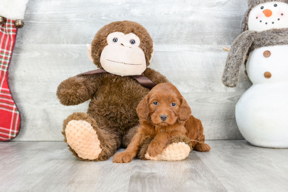 Fluffy Cockapoo Poodle Mix Pup