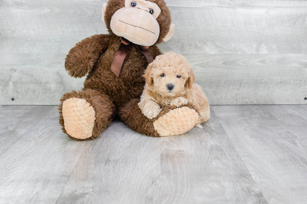 Little Maltepoo Poodle Mix Puppy