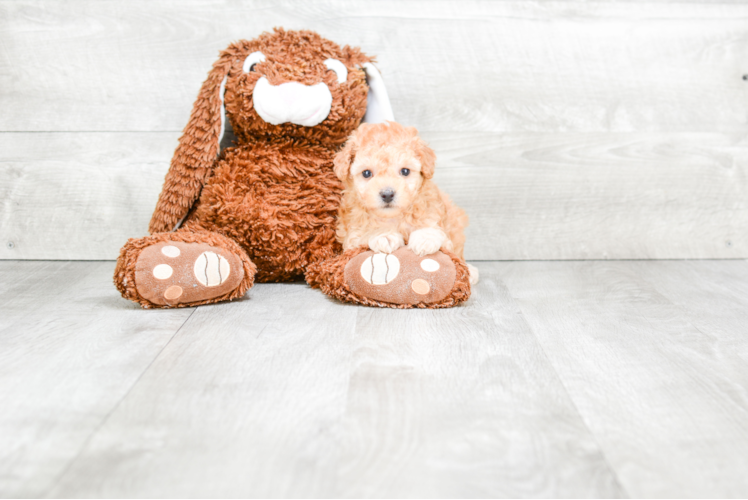 Playful Maltepoo Poodle Mix Puppy