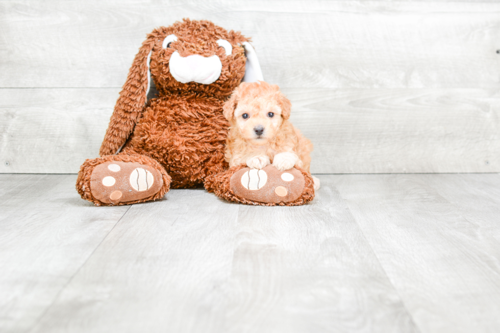 Playful Maltepoo Poodle Mix Puppy