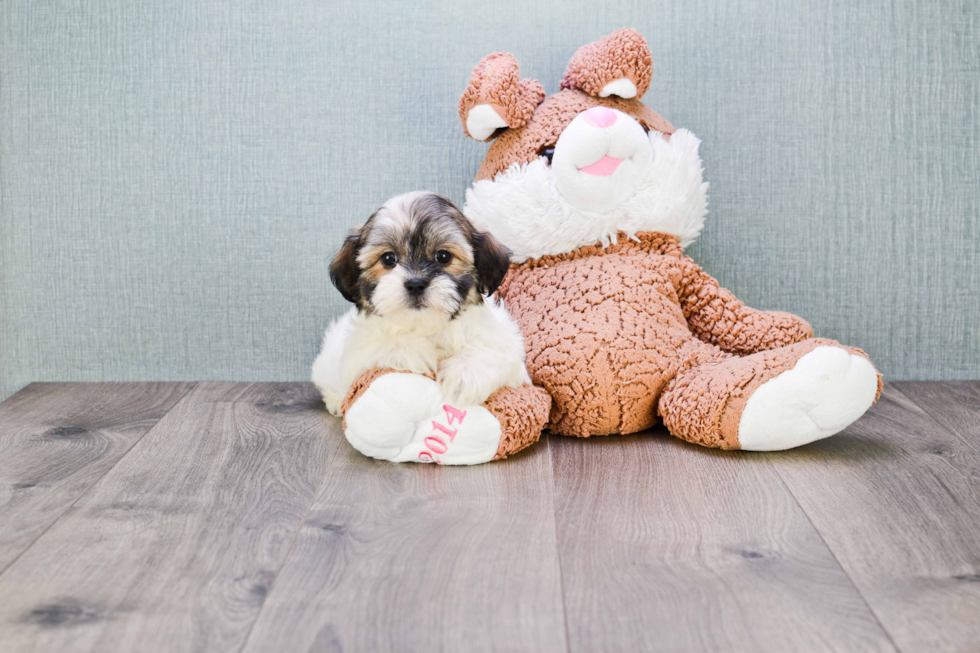 Popular Teddy Bear Designer Pup