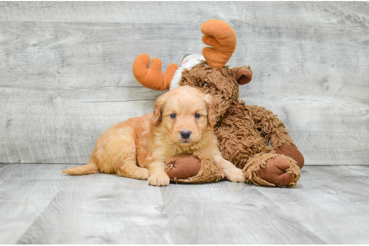 Friendly Mini Goldendoodle Baby