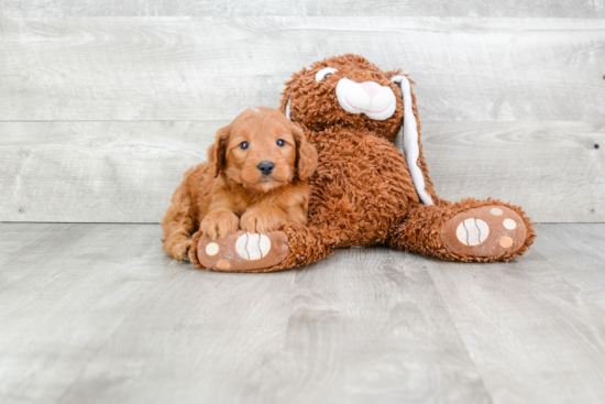 Mini Goldendoodle Pup Being Cute