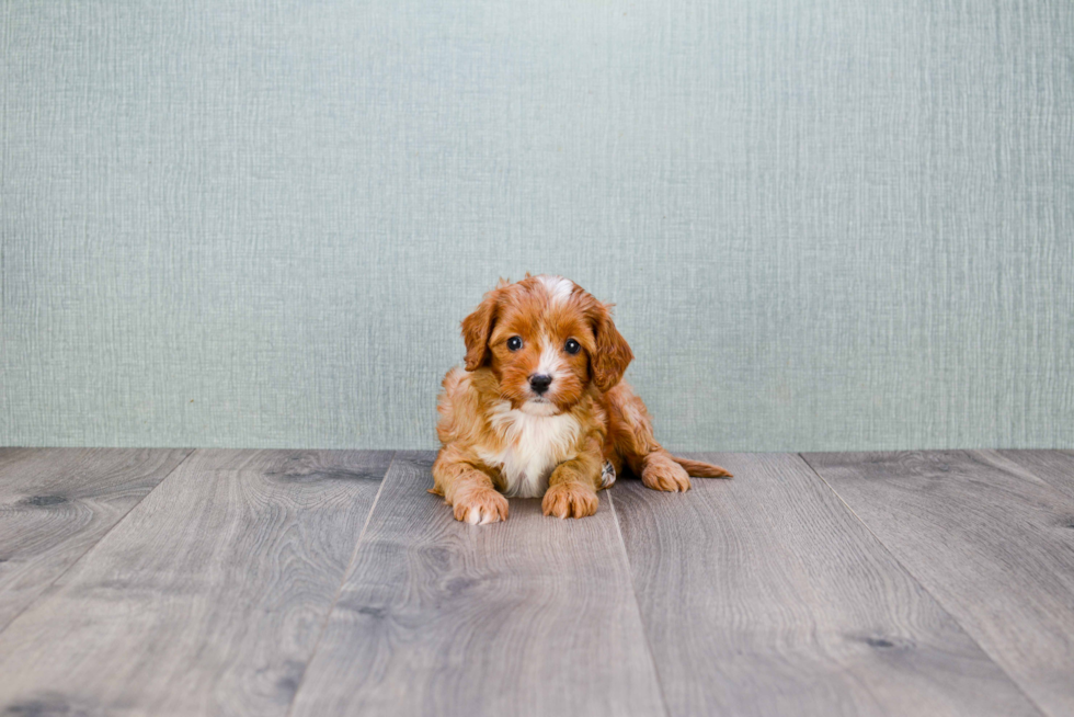 Funny Cavapoo Poodle Mix Pup