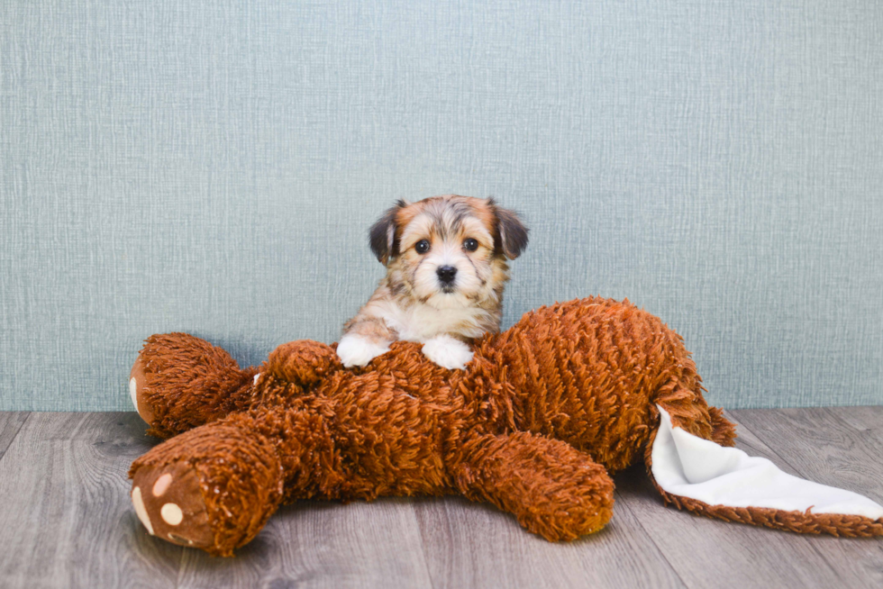 Morkie Puppy for Adoption