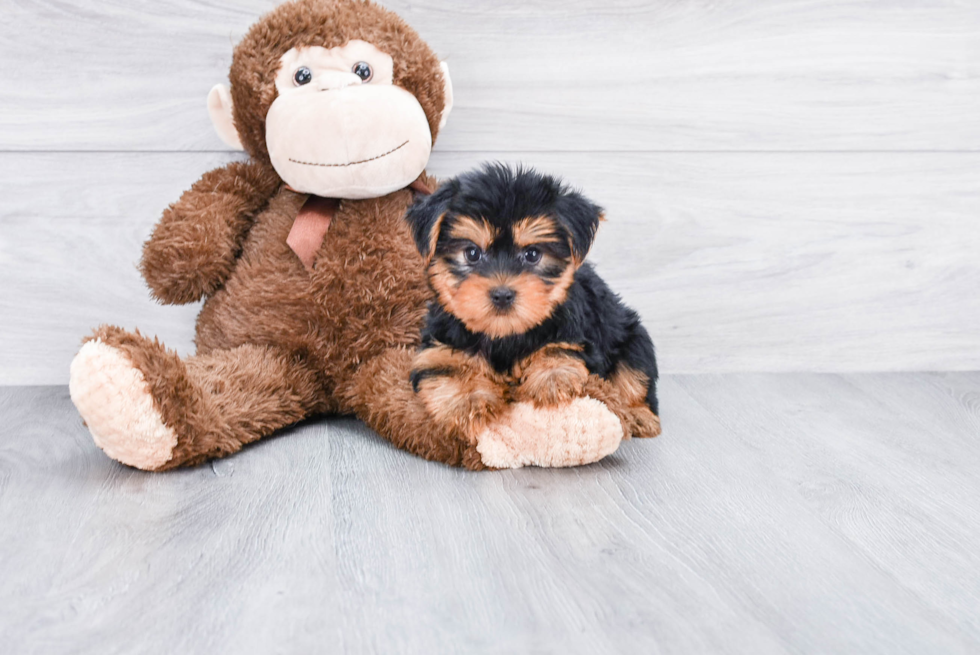 Meet Snickers - our Yorkshire Terrier Puppy Photo 