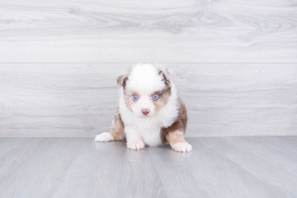 Energetic Aussiepoo Poodle Mix Puppy