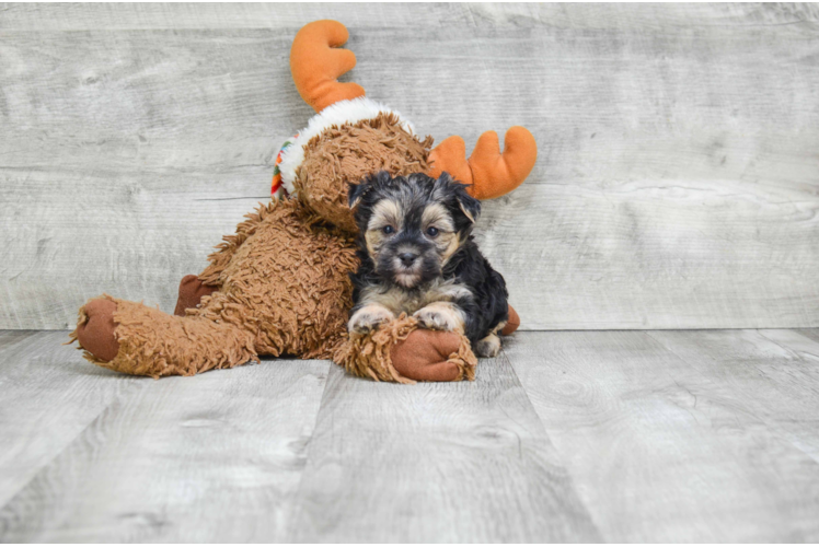 Morkie Pup Being Cute