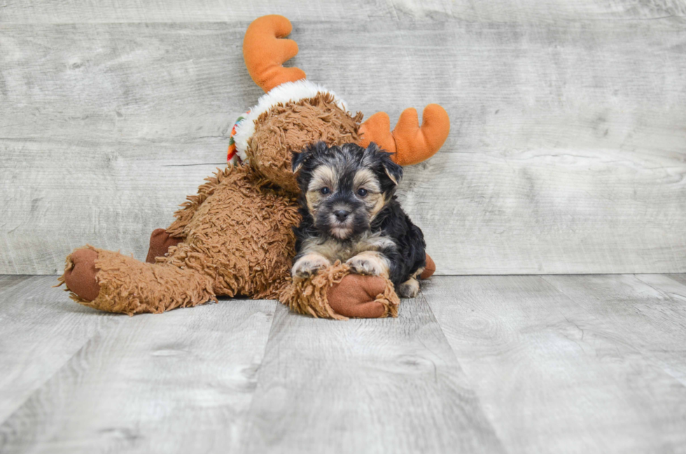 Morkie Pup Being Cute