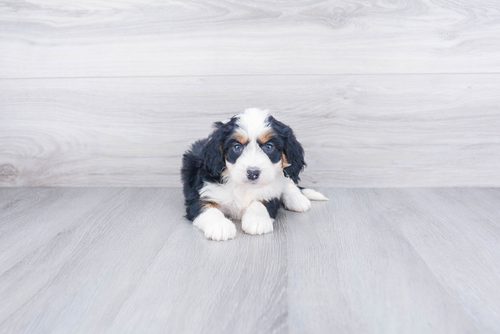 Mini Bernedoodle Pup Being Cute