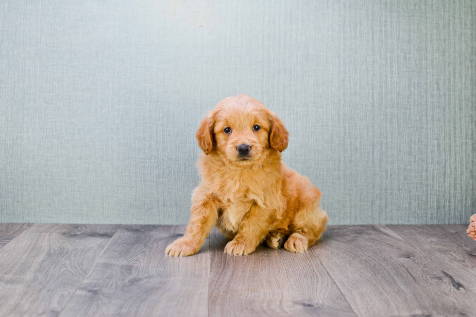 Best Mini Goldendoodle Baby