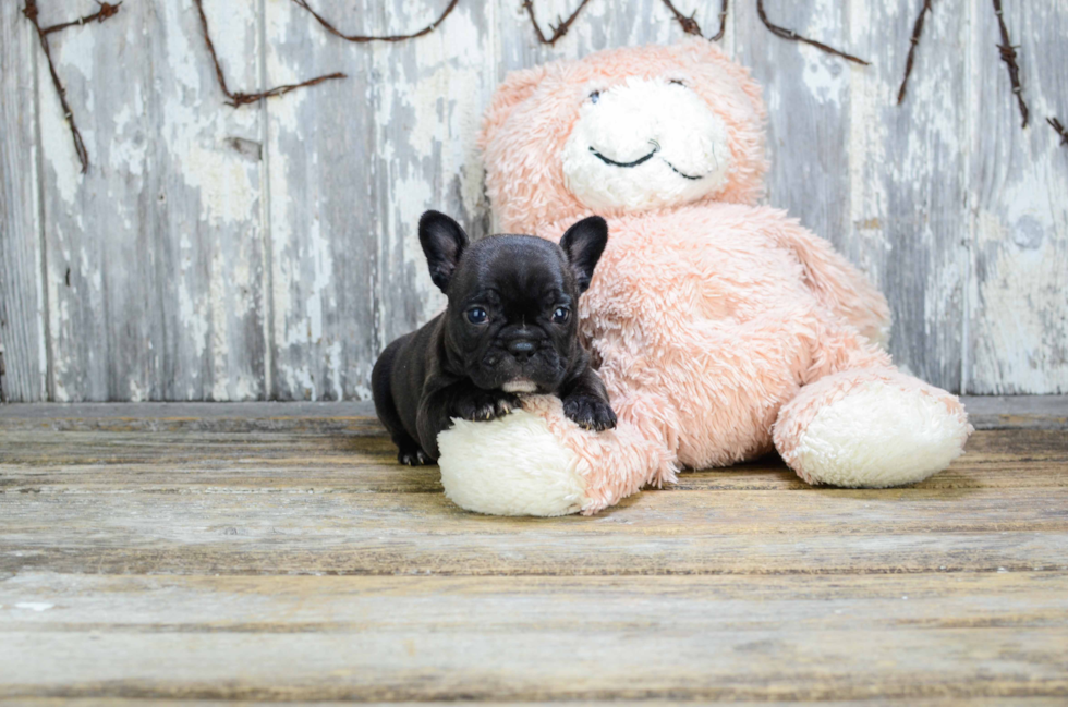 Energetic Frenchie Purebred Puppy